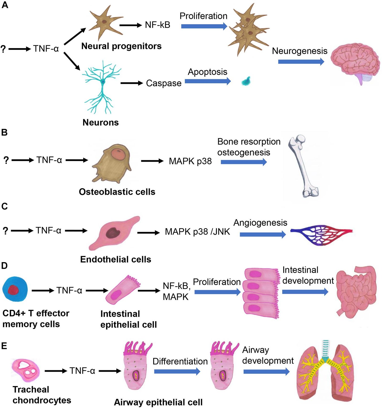 TNF: Understanding Tumor Necrosis Factor 